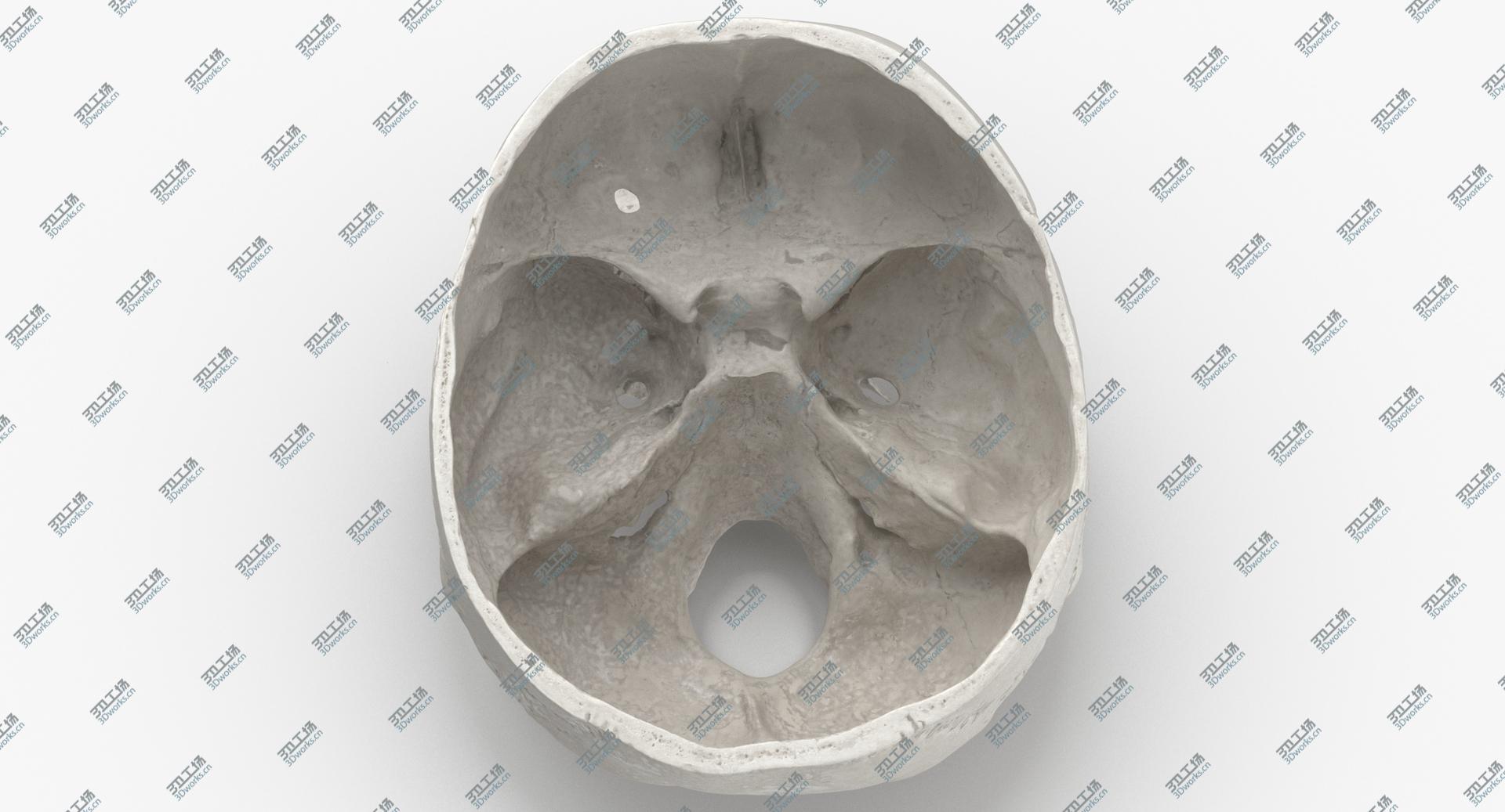 images/goods_img/202104092/Real Human Skull Cranial 02 Cut White model/5.jpg